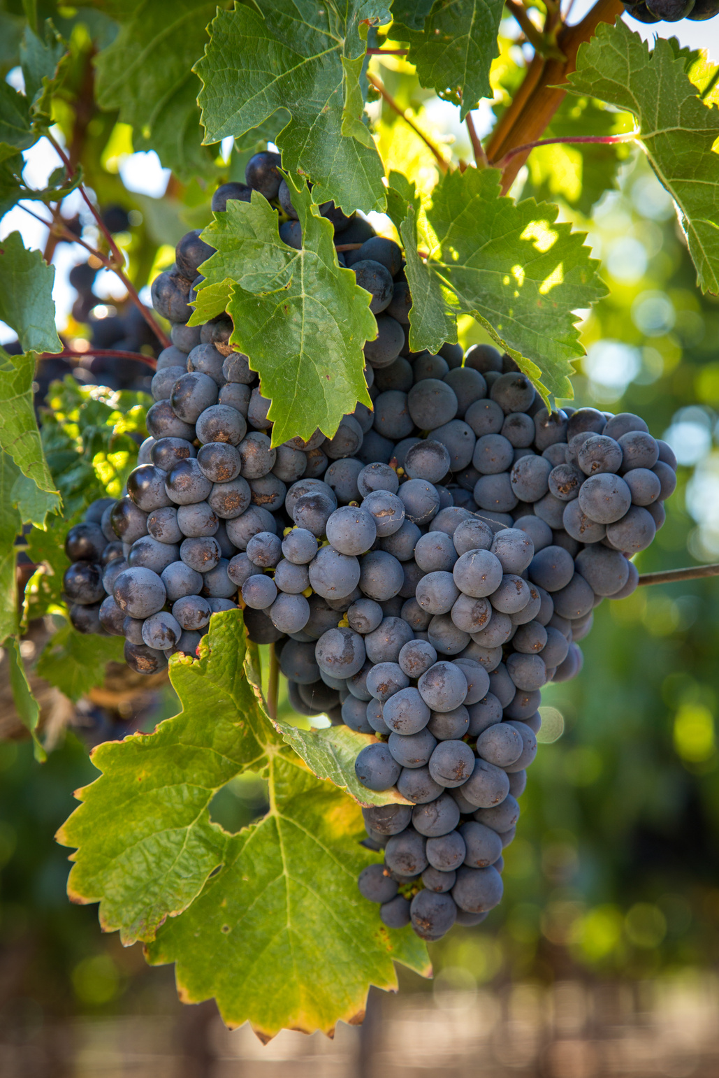 Cabernet Franc Wine Grapes